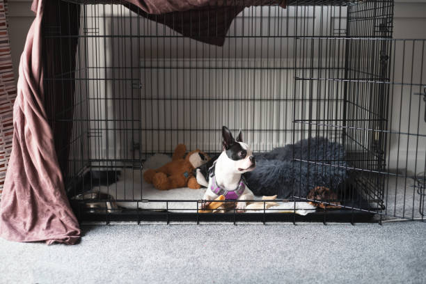 pet boarding