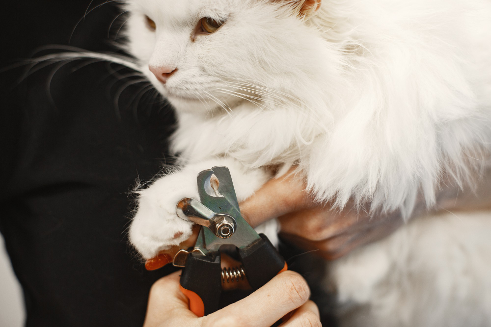 pet hygiene