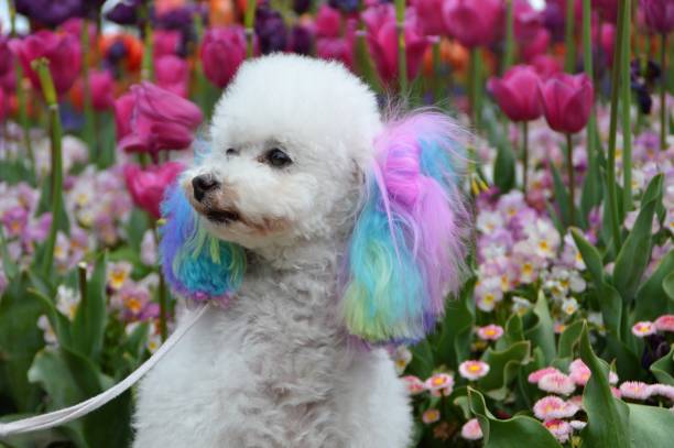 dog hair color