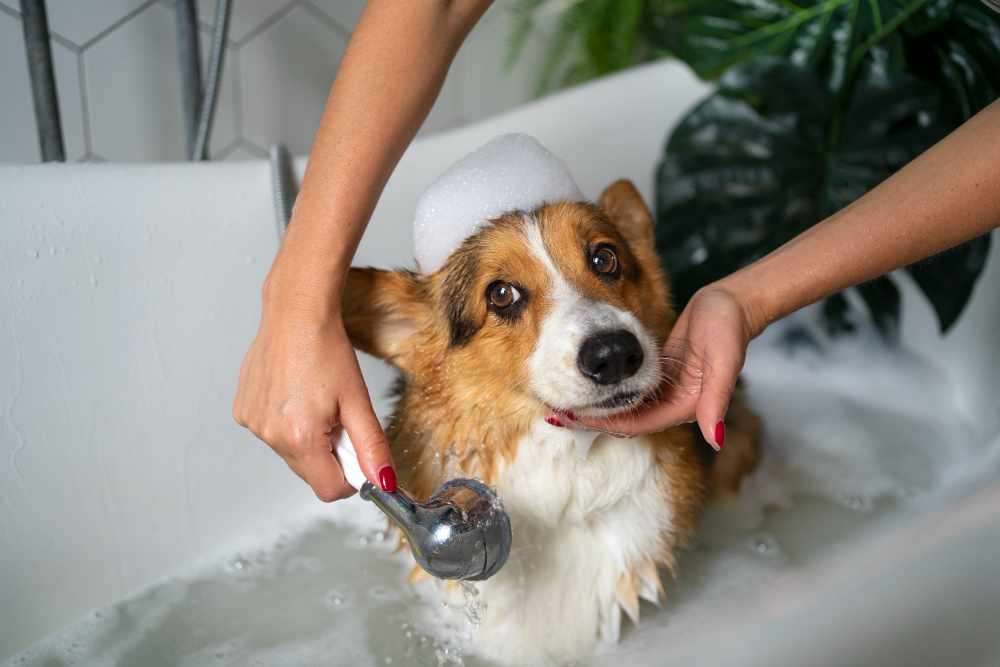 dog bath