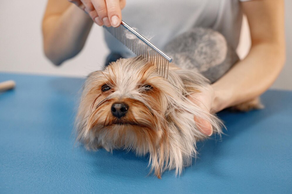 dog dematting