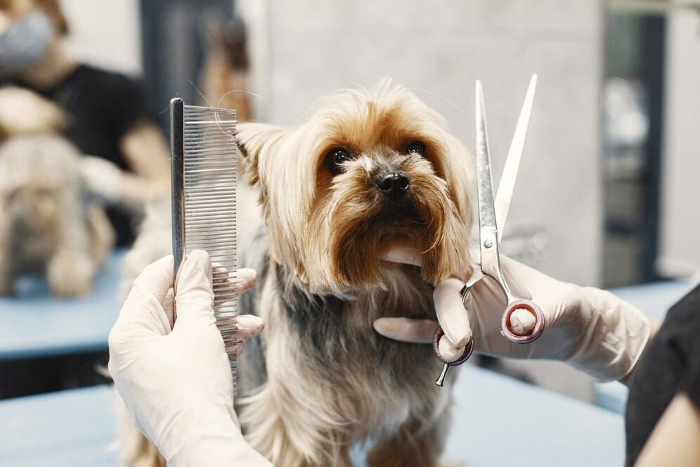 dog haircut