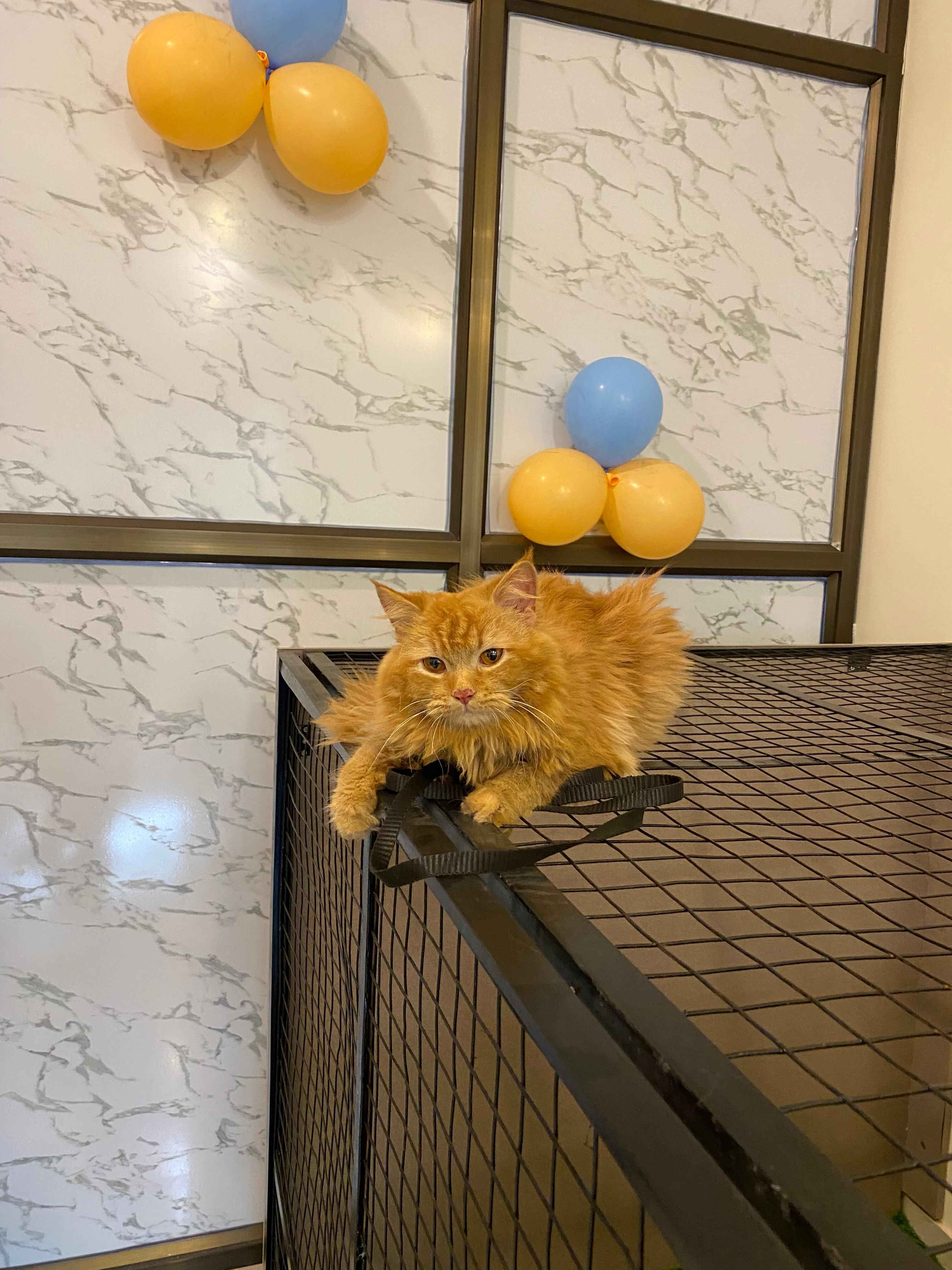 Persian cat being groomed