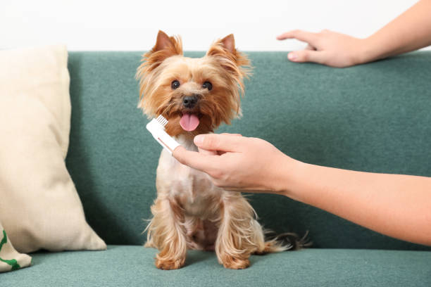 dog teeth cleaning